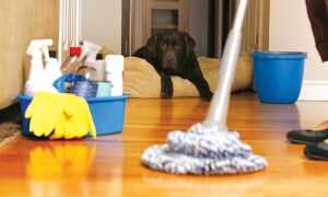 Как часто надо пылесосить и мыть полы