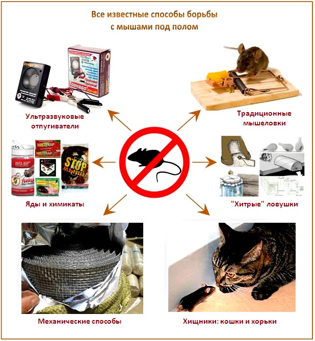 Как бороться с мышами Как бороться с мышами