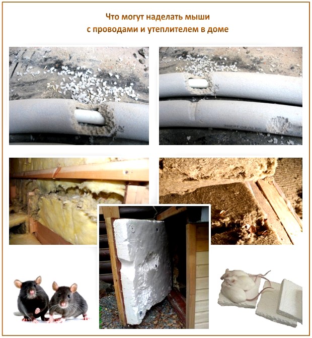 Мыши под полом Мыши под полом